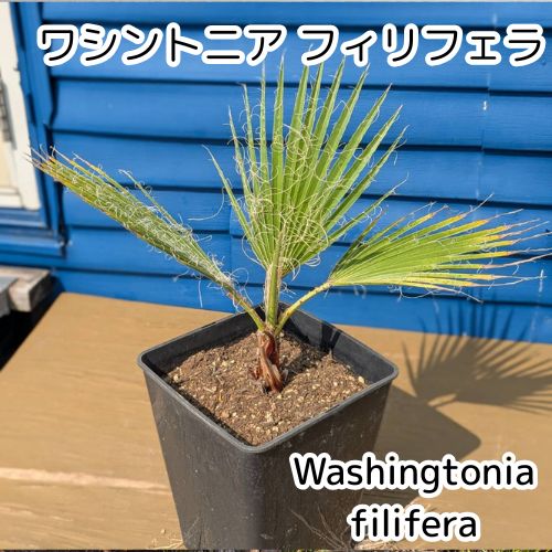 ま*し様 ワシントンヤシ フィリフェラ Washingtonia filifer ワシントンヤシ フィリフェラ Washingtonia filifera