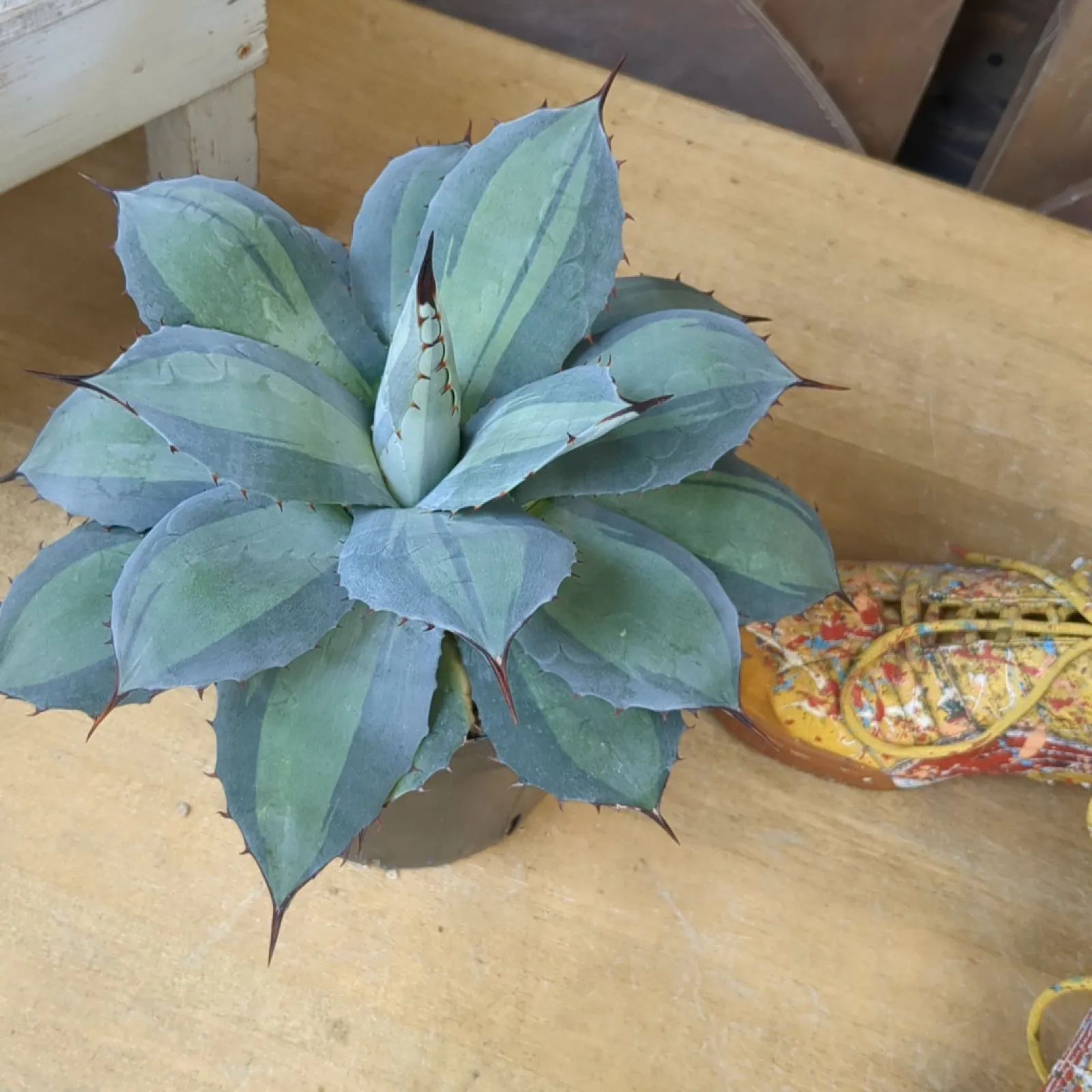 アガベ パリー 【 吉祥天錦 】早いもの勝ち 鉢のまま発送 - メルカリ