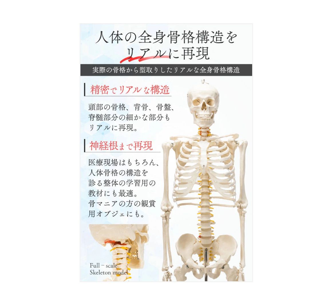 神経根有り全身