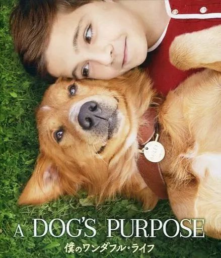 (未使用･未開封品)　僕のワンダフル・ライフ [Blu-ray] bt0tq1u 中古】洋画Blu-ray Disc 僕のワンダフル・ライフ - メルカリ