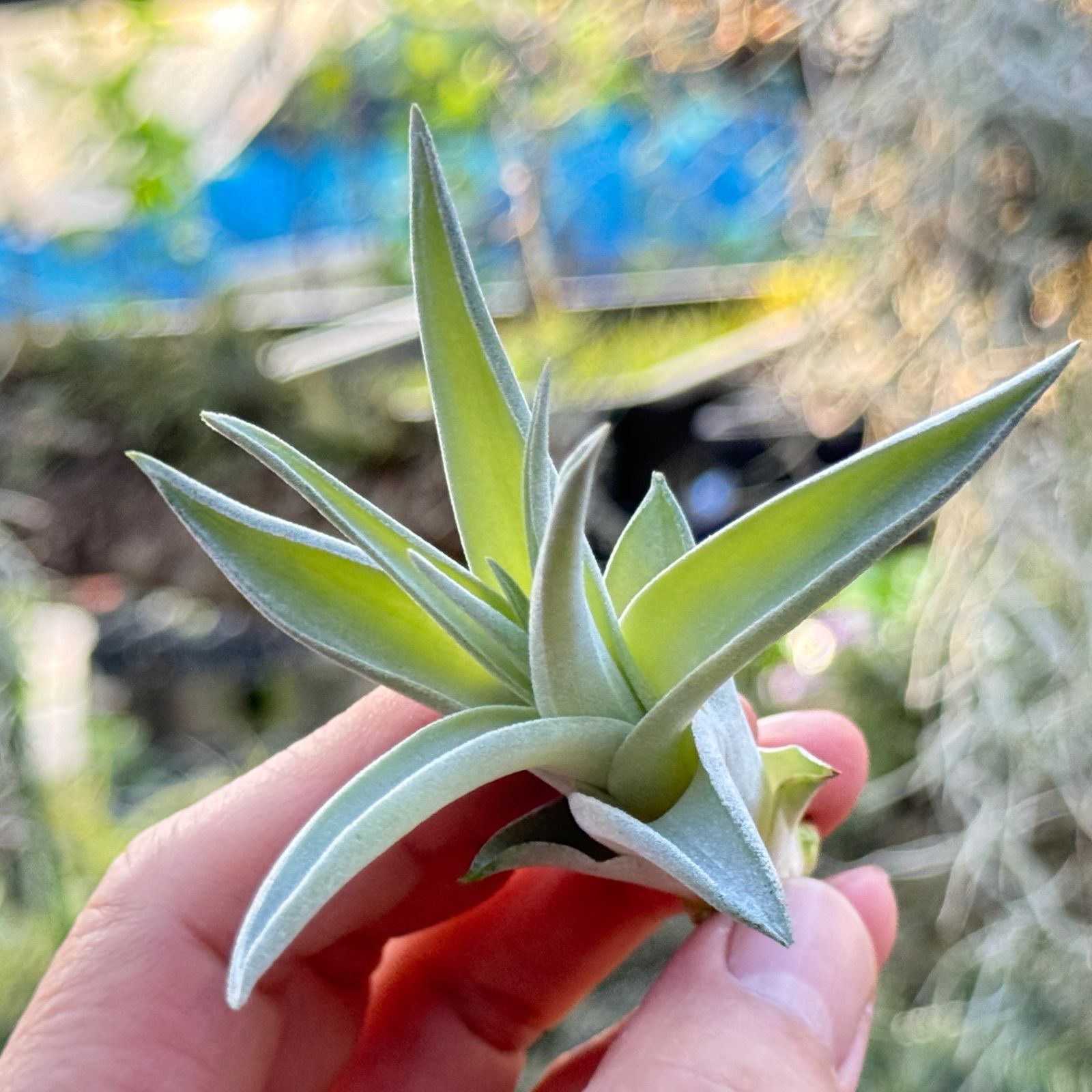 チランジア ハリシー × キセログラフィカ Tillandsia harrisii