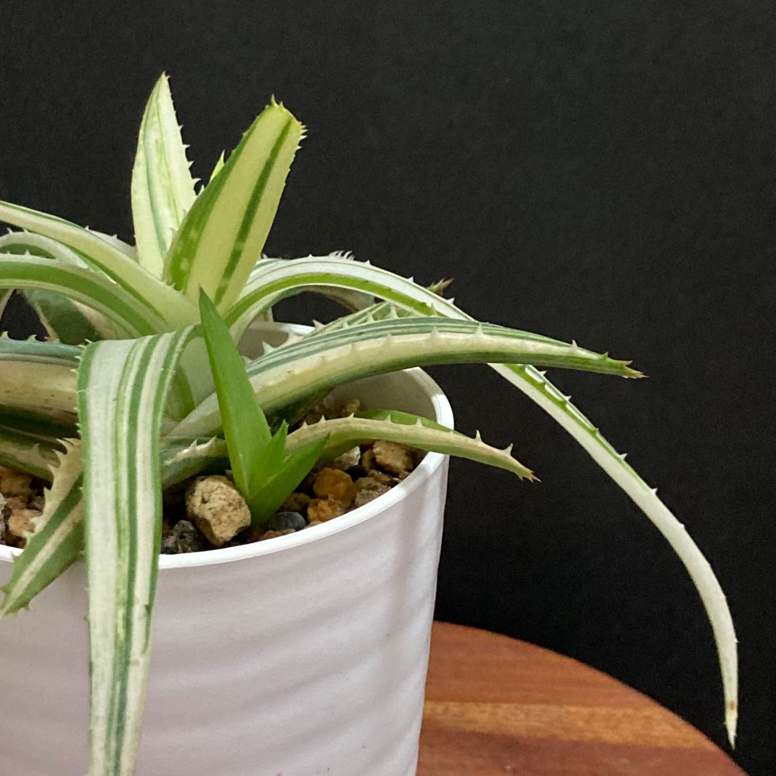 人気の福袋 大好き 新品 未使用 とても綺麗なアロエ 子株付き アロエ シンカターナ 観葉植物 斑入り 植物 観葉植物 Www Dinagatislands Com Ph Www Dinagatislands Com Ph