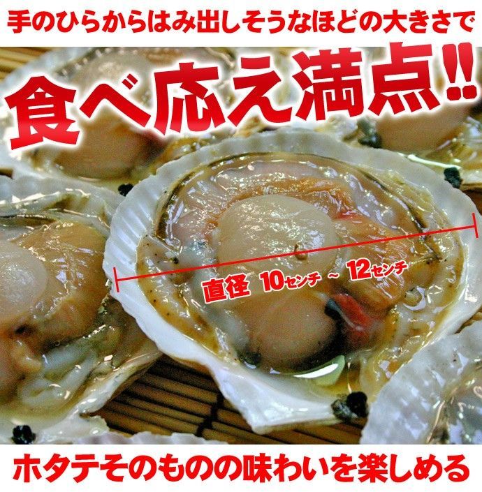 北海道 噴火湾産 活ホタテ貝 約5kg