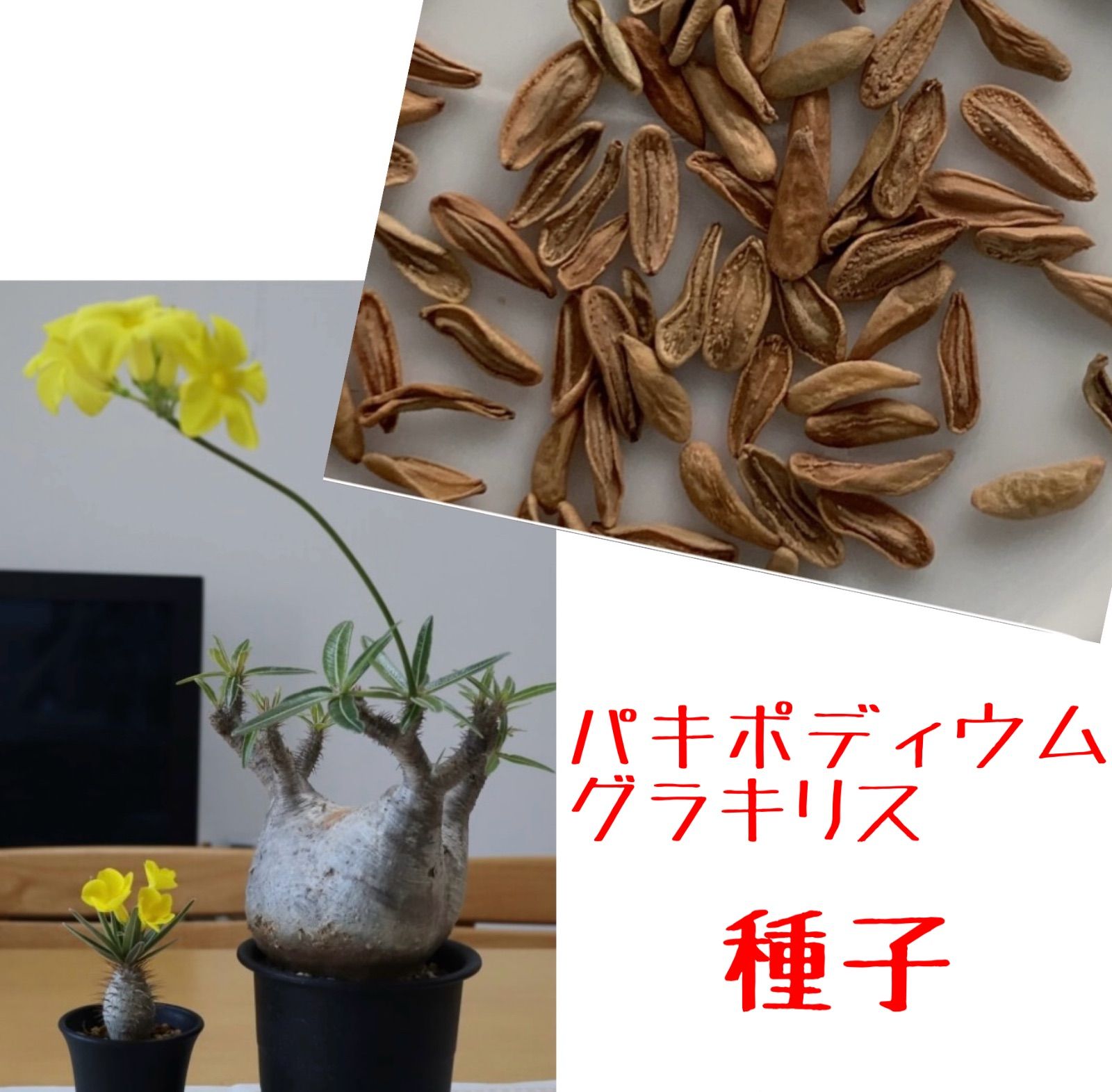 種子】パキポディウム・グラキリス 10s Pachypodium gracilius