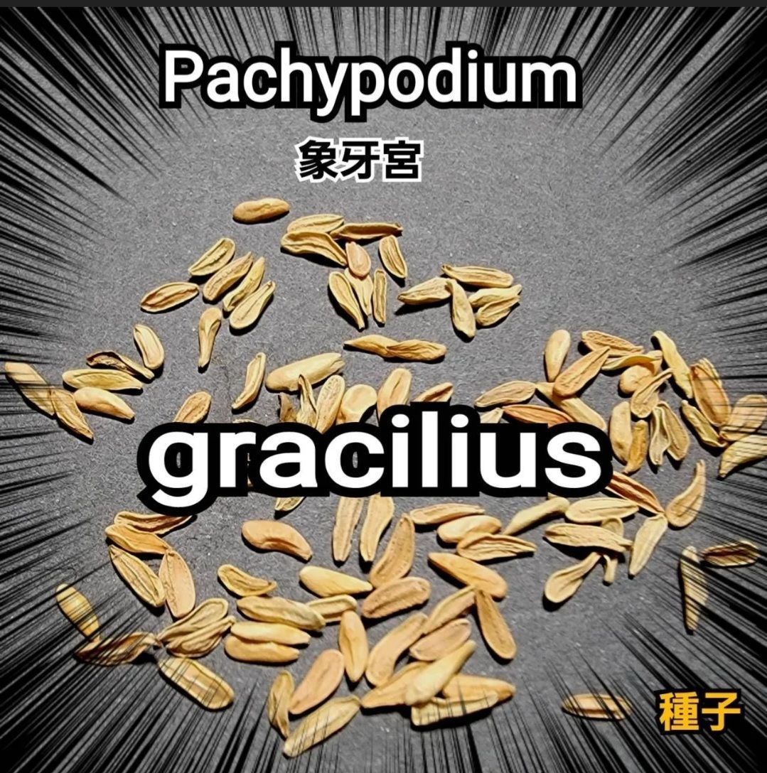パキポディウム グラキリス 種子【5粒セット】 Pachypodium gracilius ...