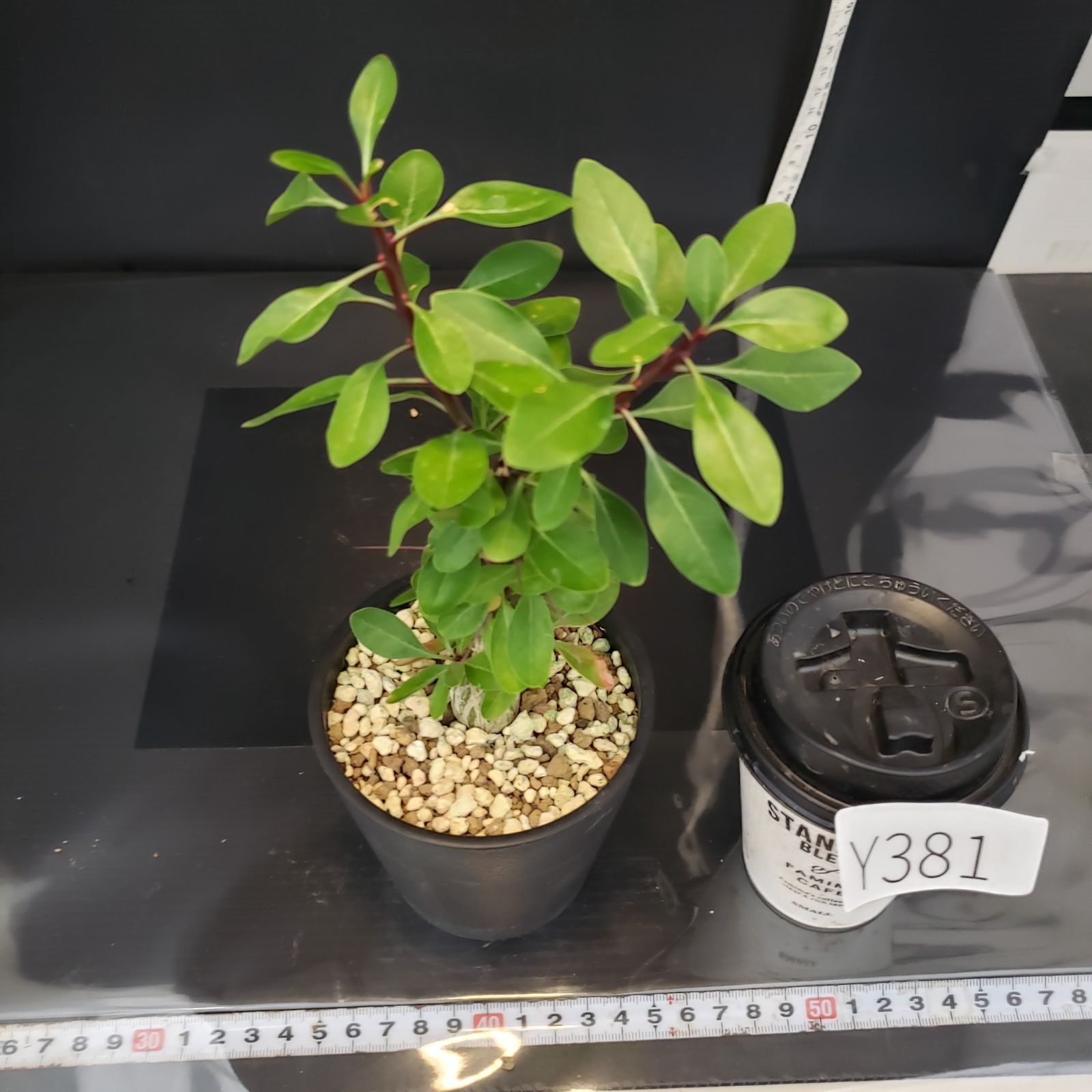 【国内実生苗】F.ファシクラータ ① 国内実生苗】F.ファシクラータ ① 国内実生苗】F.ファシクラータ ① F