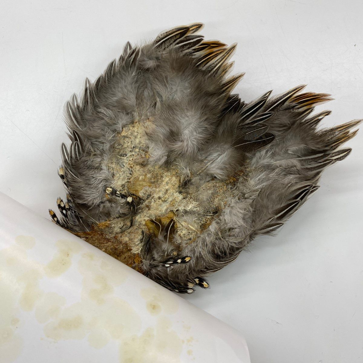 ジャングルコック　フライマテリアル CANAL社 ジャングルコック（No.1）