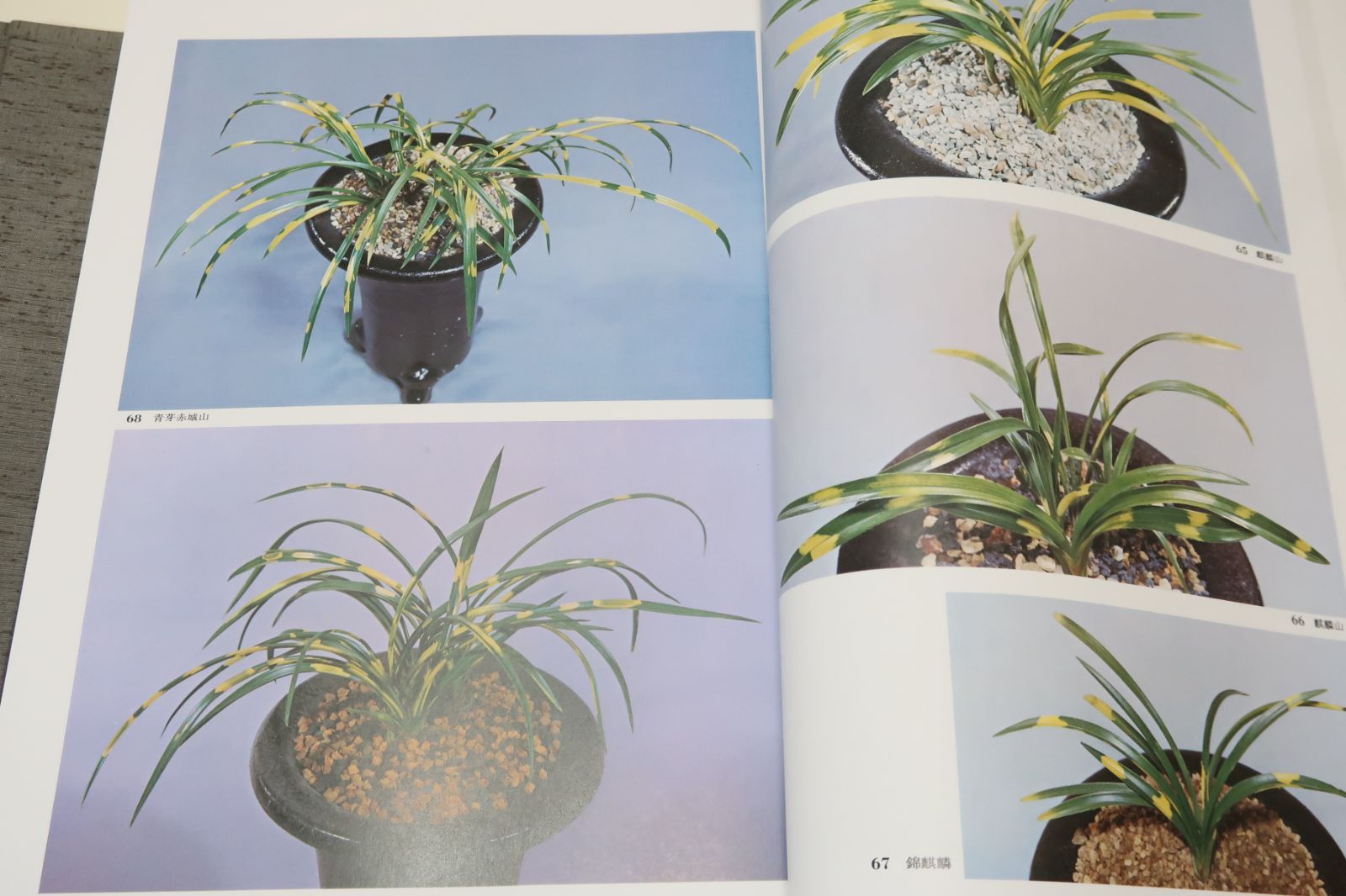 写真集 日本の野生ラン 神田淳 誠文堂新光社 日本の野生ラン : 写真集