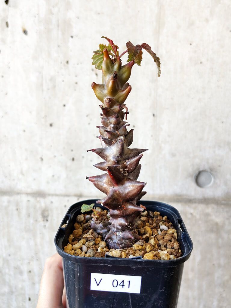 竜卵窟”ブラキステルマ バーベラエ Brachystelma 塊根