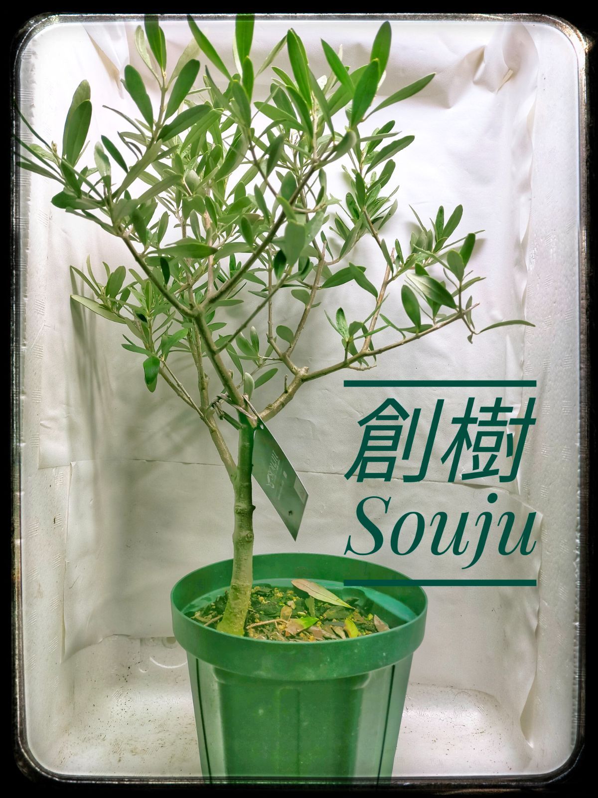 オリーブの木 SOUJU シプレッチーノ② オリーブの木 チプレッシーノ SOUJU 9号鉢植え 古木