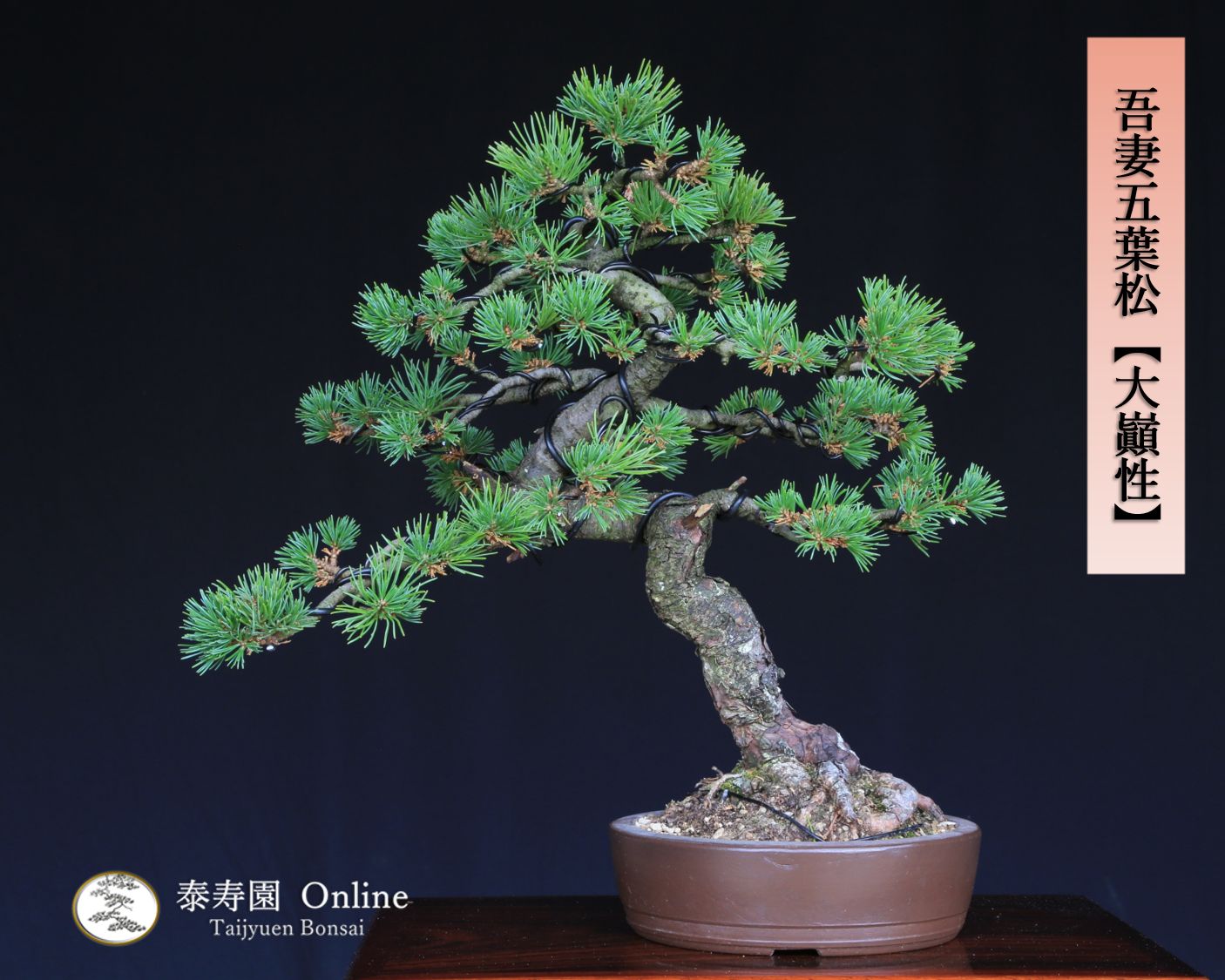 吾妻五葉松 大巓性 ダイテンショウ 文人調 盆栽 樹齢約25年 泰寿園 Online 現品 一点物 松 盆栽 五葉松 松柏 初心者 室内 鑑賞 趣味 卓上盆栽 盆栽鉢 グリーン 和 ギフト プレゼント ミニ盆栽 誕生日 母の日 父の日 敬老の日 記念日 3