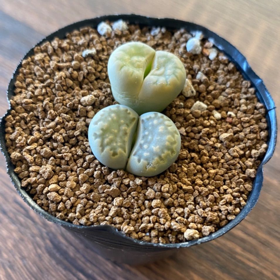 緑福来玉 多肉植物 抜き苗 リトープス