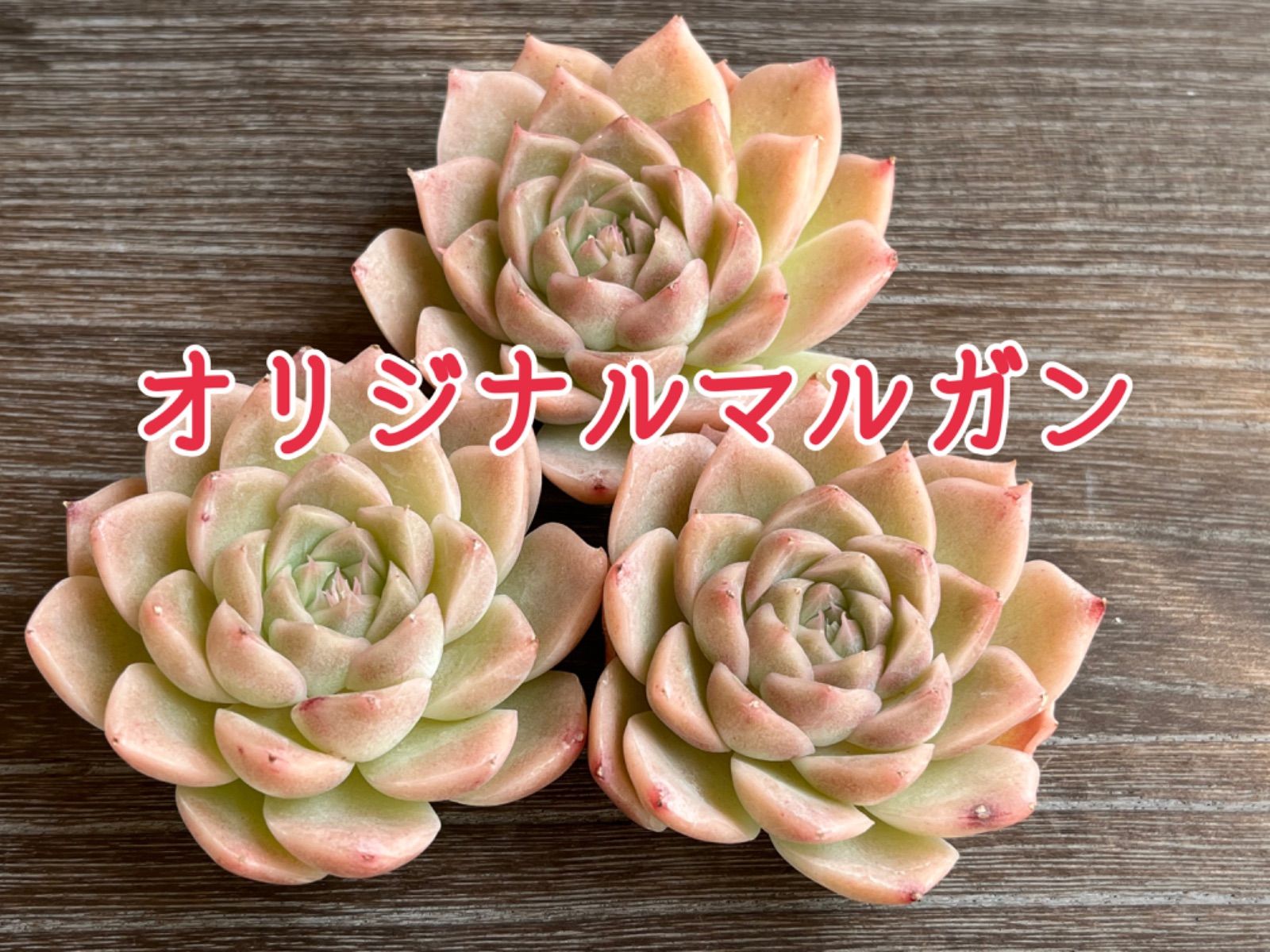 ☆多肉植物 オリジナルマルガン エケベリア 韓国苗☆ - メルカリ ☆多肉植物 オリジナルマルガン エケベリア 韓国苗☆ - メルカリ