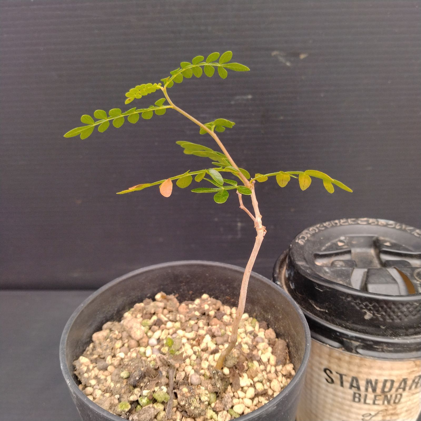 塊根植物　オペルクリカリア　パキプス　実生苗 5617 「実生」オペルクリカリア パキプス XL 抜き苗【畑地植え株