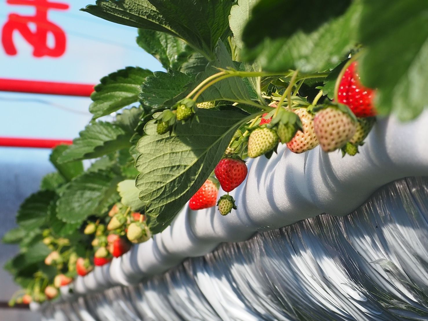 イチゴ いちご 苺 よつぼし 紅ほっぺ 700グラム以上 甘い - メルカリ