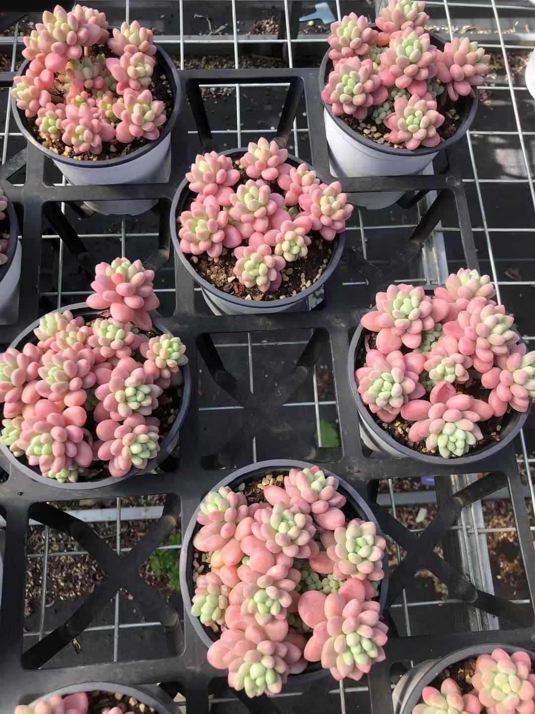 抜き苗 多肉植物