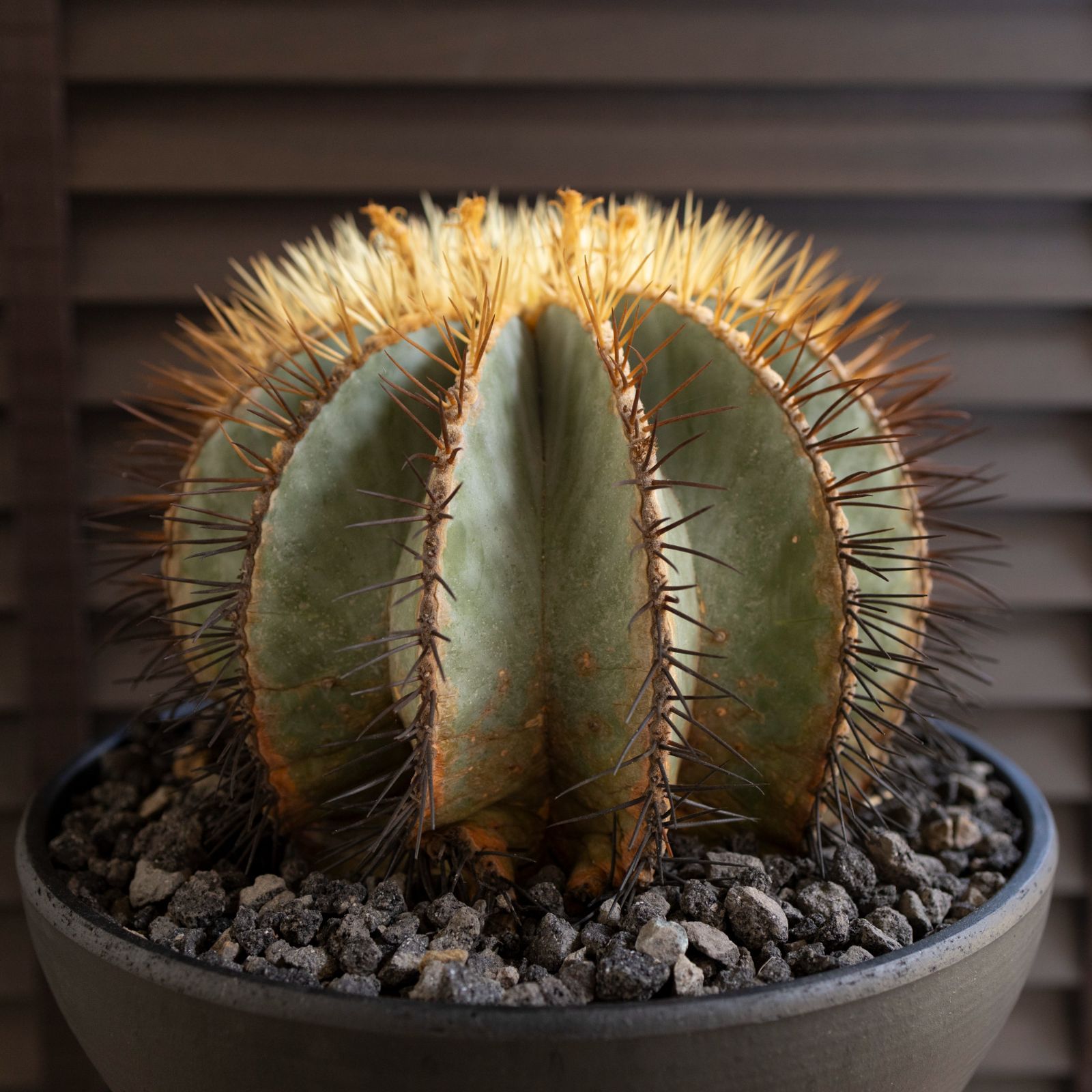 王冠竜サボテンフェロカクタス群生18号鉢現地株