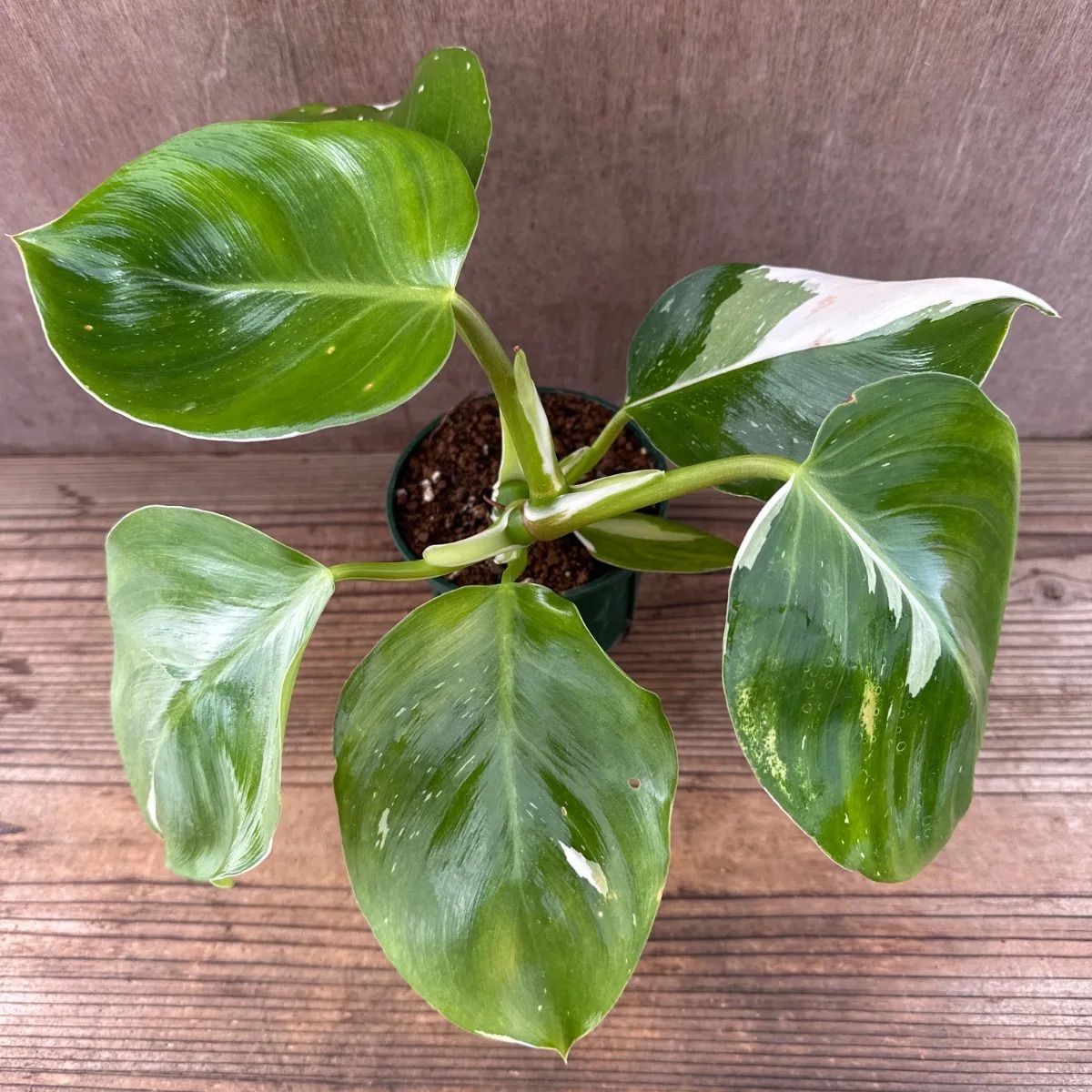 フィロデンドロン ホワイトウィザード⑥ 現品 Philodendron 'white wizard' フィロデン 斑入り 斑 斑入 観葉植物 観葉  植物 珍奇植物 珍奇 珍しい インテリア おしゃれ かわいい グリーン - メルカリ