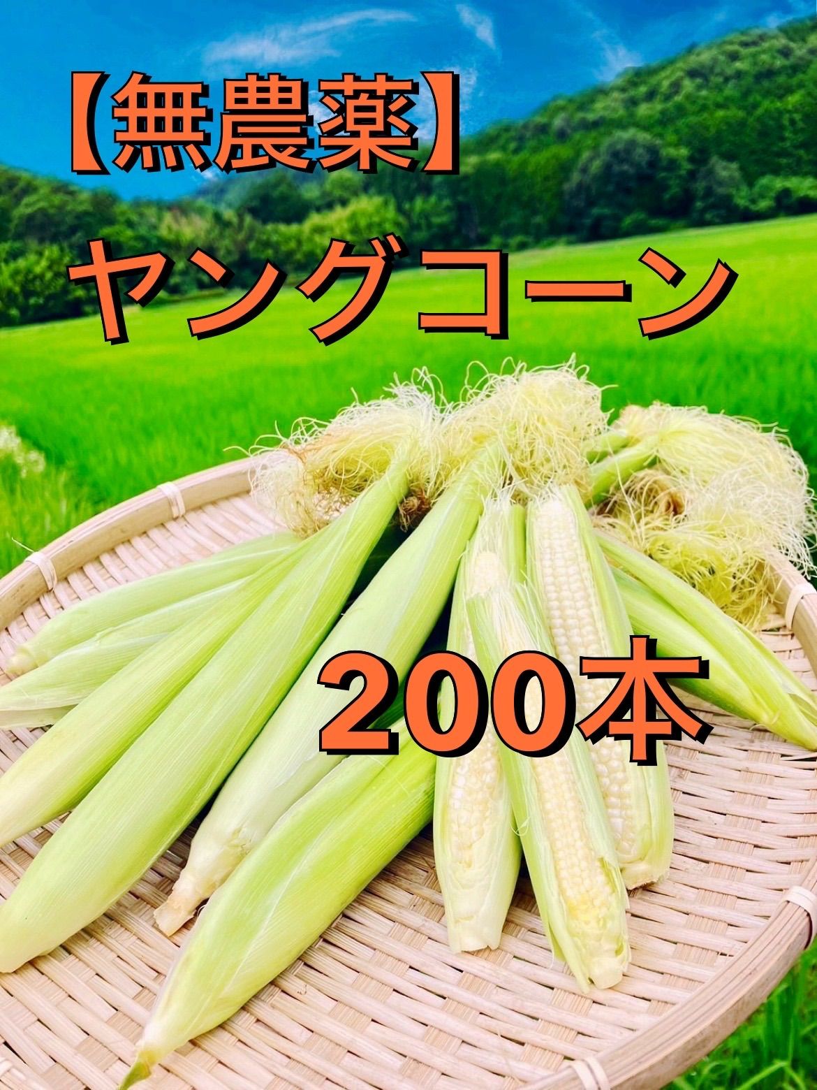 農家直送！ヤングコーン200本　栽培期間中農薬不使用 農薬不使用】ヤングコーン200本 農家直送 - メルカリ