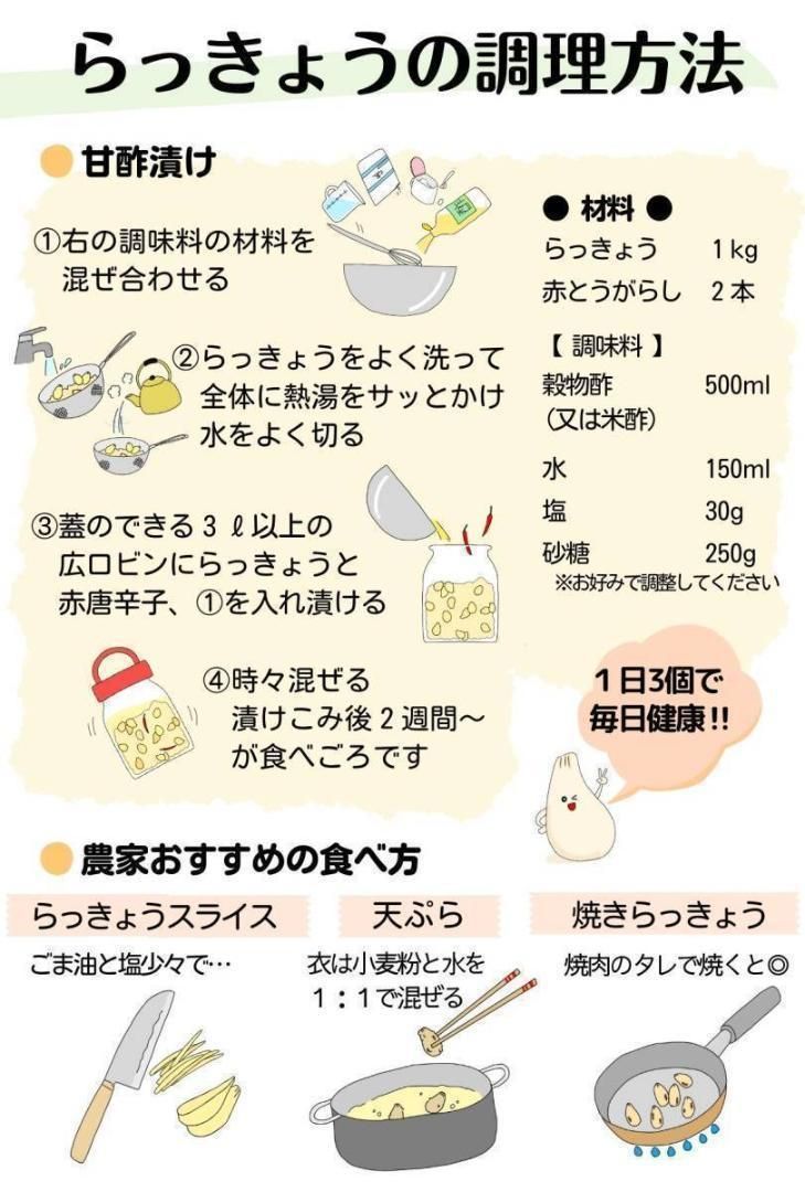 農薬：栽培期間中不使用】砂丘らっきょう 10kg 洗いらっきょう 鳥取 