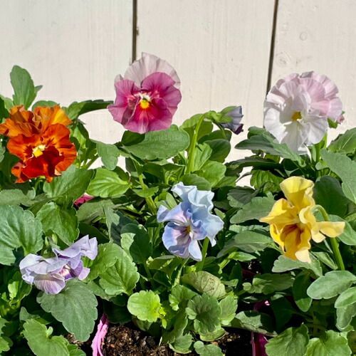 パンジー　シエルブリエ　① 10/18 メルカリ便　みぃねこ♡です。 パンジー シエルブリエ ① 10/18 メルカリ便 みぃねこ♡様専用