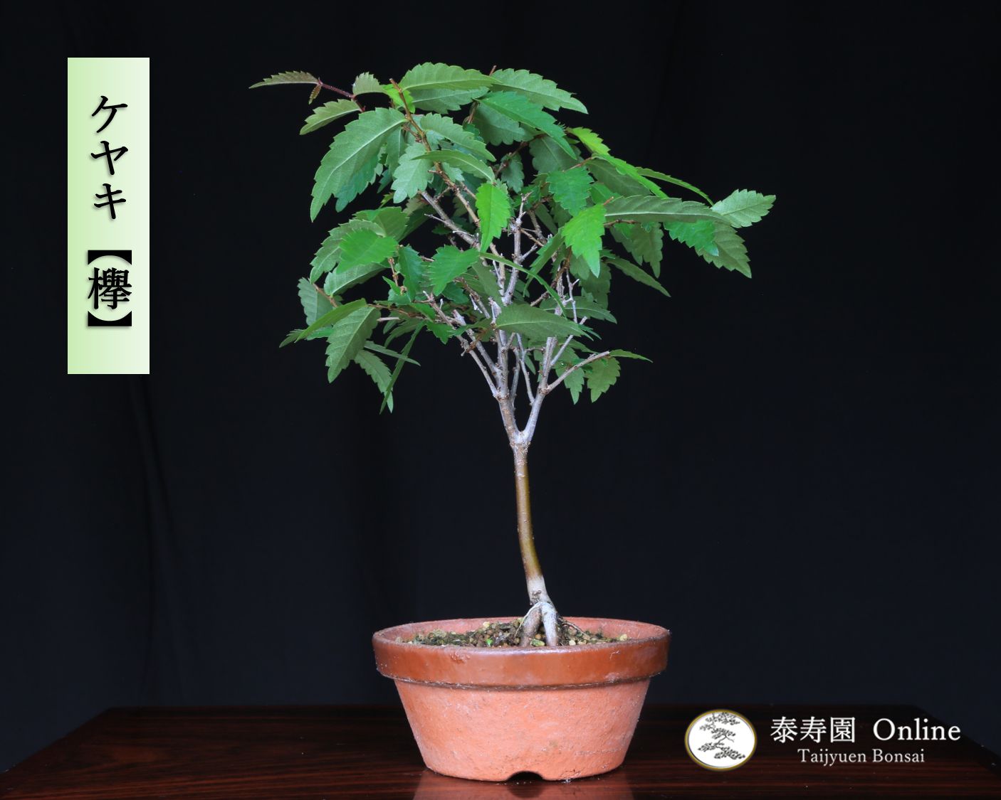 欅 根卓 盆栽 ケヤキ 約80年 | 雨竹亭オンラインショップ