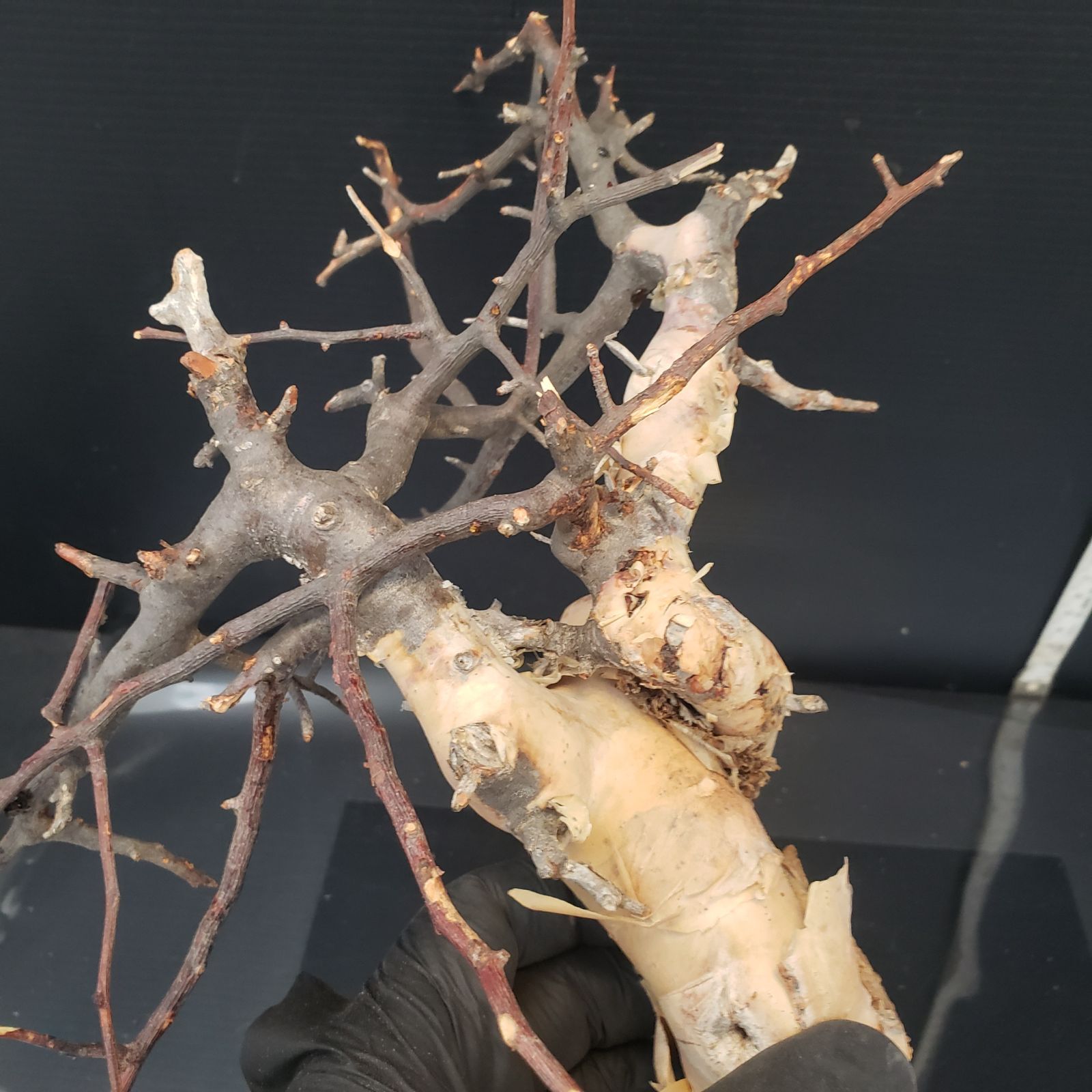 Z432 最新到着 Commiphora カタフピュア 現地球 抜き苗 灌木系 塊根植物 コミュフォラ カタフピュア YUZUMIYA_COM