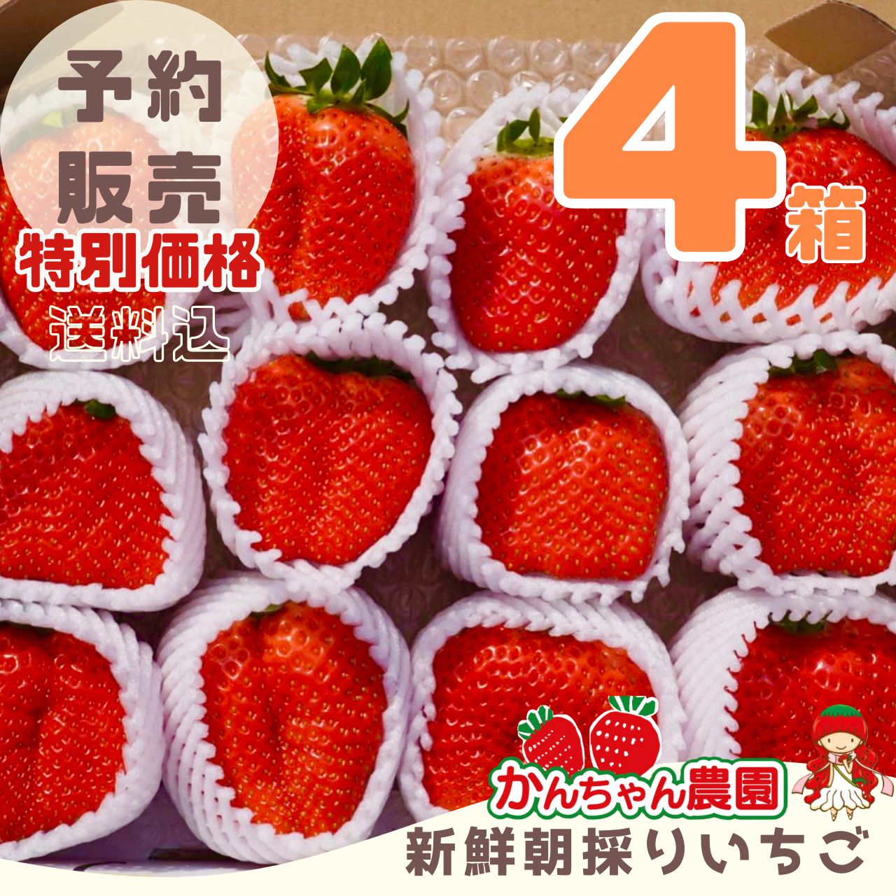 特大‼️新鮮朝採りいちご 特大‼️新鮮朝採りいちご 【公式通販】
