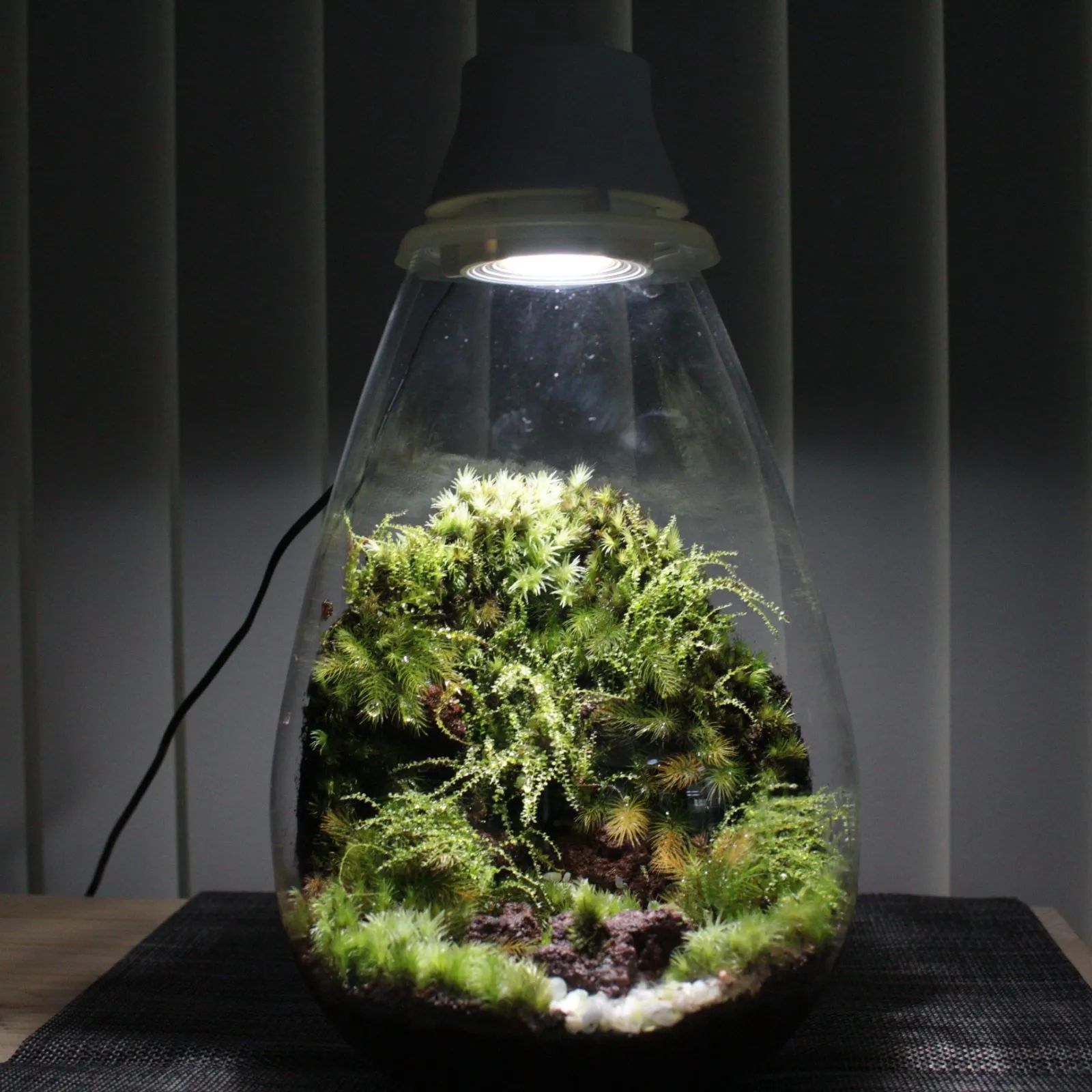 苔テラリウム　72 苔テラリウム 72 390722-2.jpg
