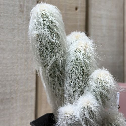 観葉植物 サボテンエスポストア リッテリー(老楽) 3号(現品