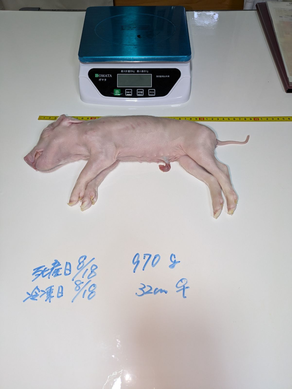 専用出品 タッパーウェア 調味料入れ 4個✖️6セット Yahoo 専用出品 6