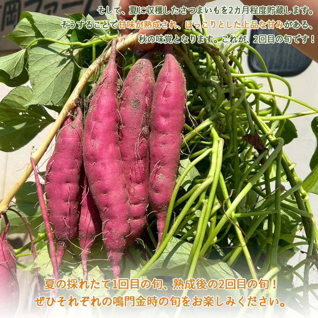 熟成　鳴門金時　秀品　優品　5kg ずつ【さつまいも】 新芋入荷 7月末より順次発送 さつまいも なると金時 トップ