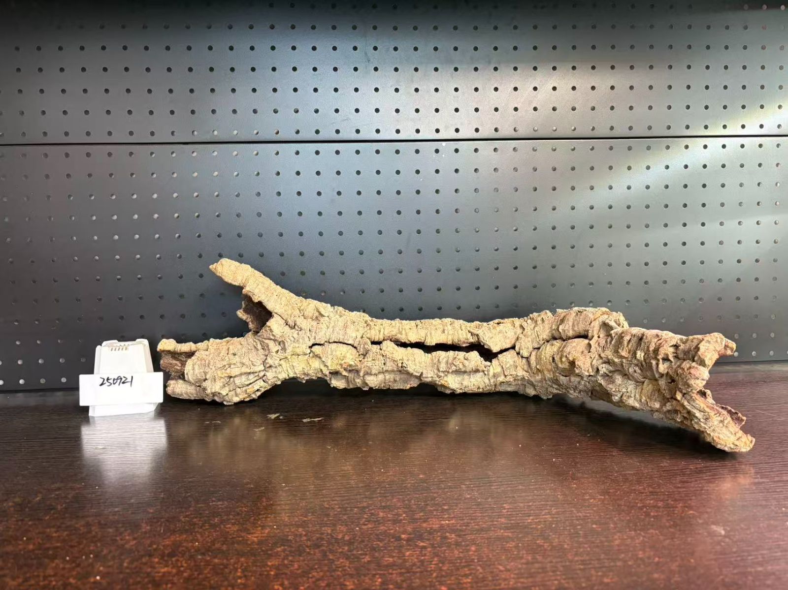 チランジア ビカクシダ