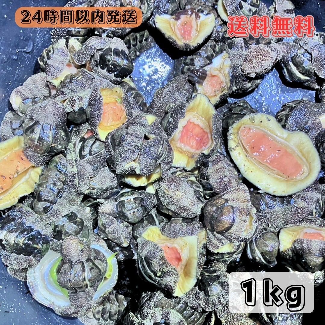 【送料無料】冷凍マツバ貝300個　石鯛　黒鯛　釣り餌　カサガイ　ジンガサ 冷凍マツバ貝50個 ジンガサ 釣り餌 石鯛 黒鯛 - メルカリ