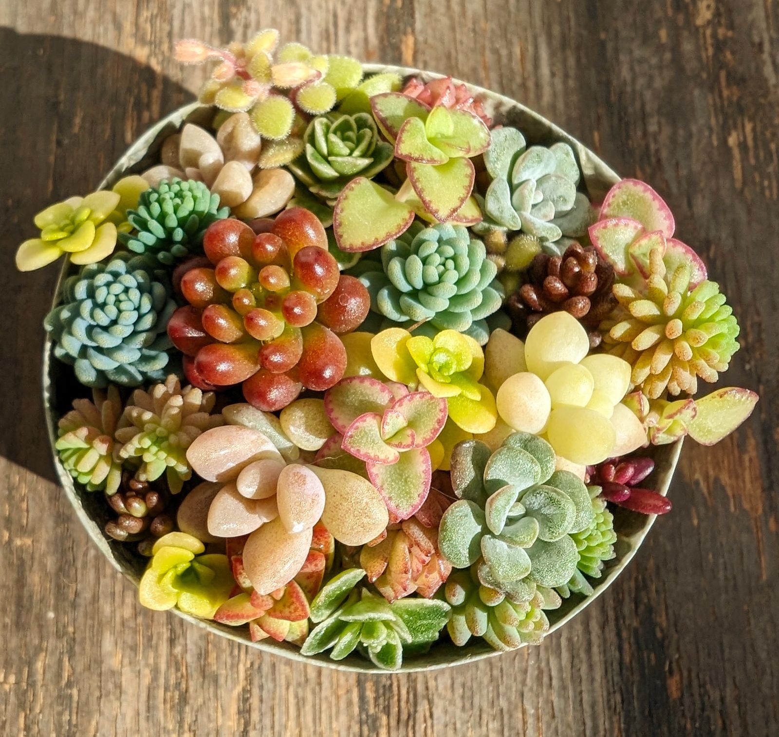 多肉植物 セダム等 ちまちま寄せ 寄せ植え 完成品 - メルカリ 多肉植物 セダム等 ちまちま寄せ 寄せ植え 完成品 - メルカリ