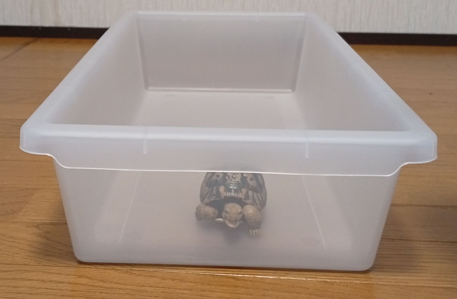 ペットスネーク飼育