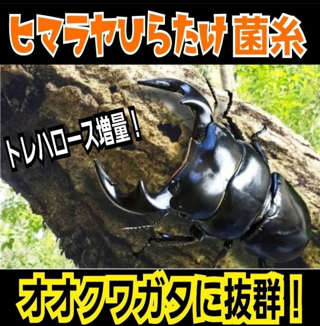 12本セット ニジイロクワガタにお薦め