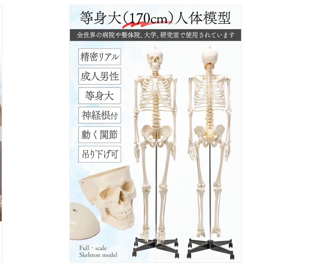 170cm 神経根有り全身