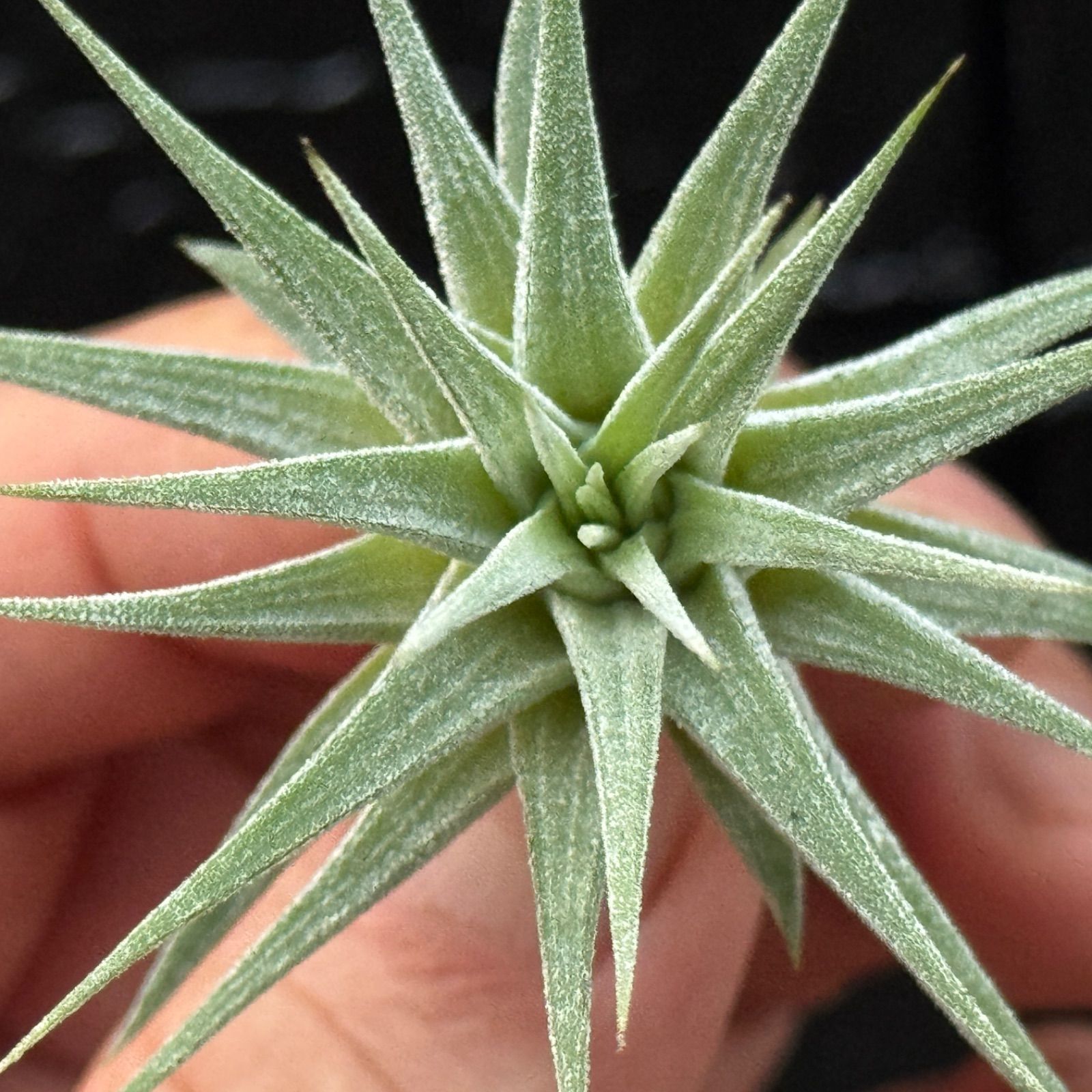 子株＊ チランジア イオナンタ マキシマ アルビノ Tillandsia ionantha