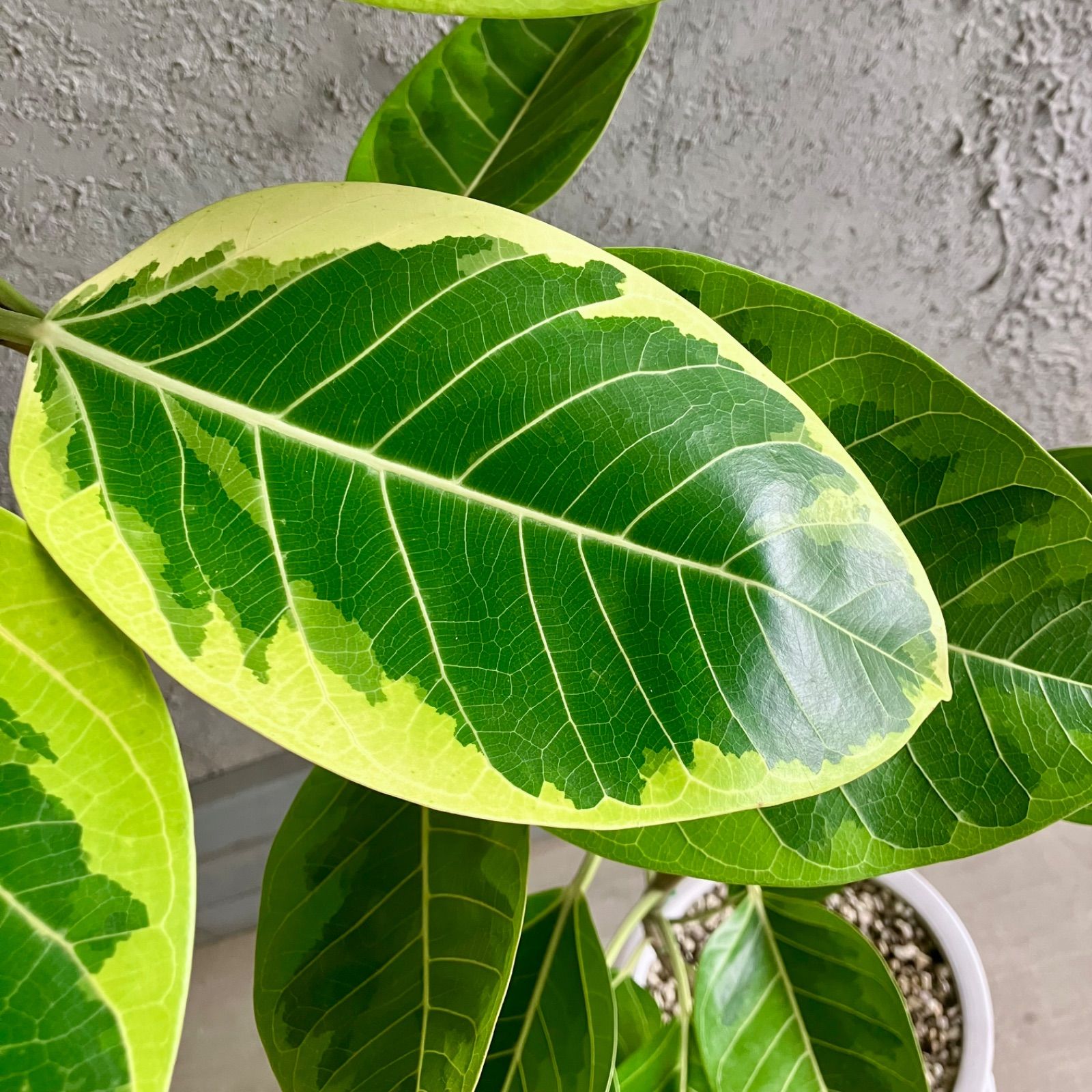 テラコッタ鉢植え