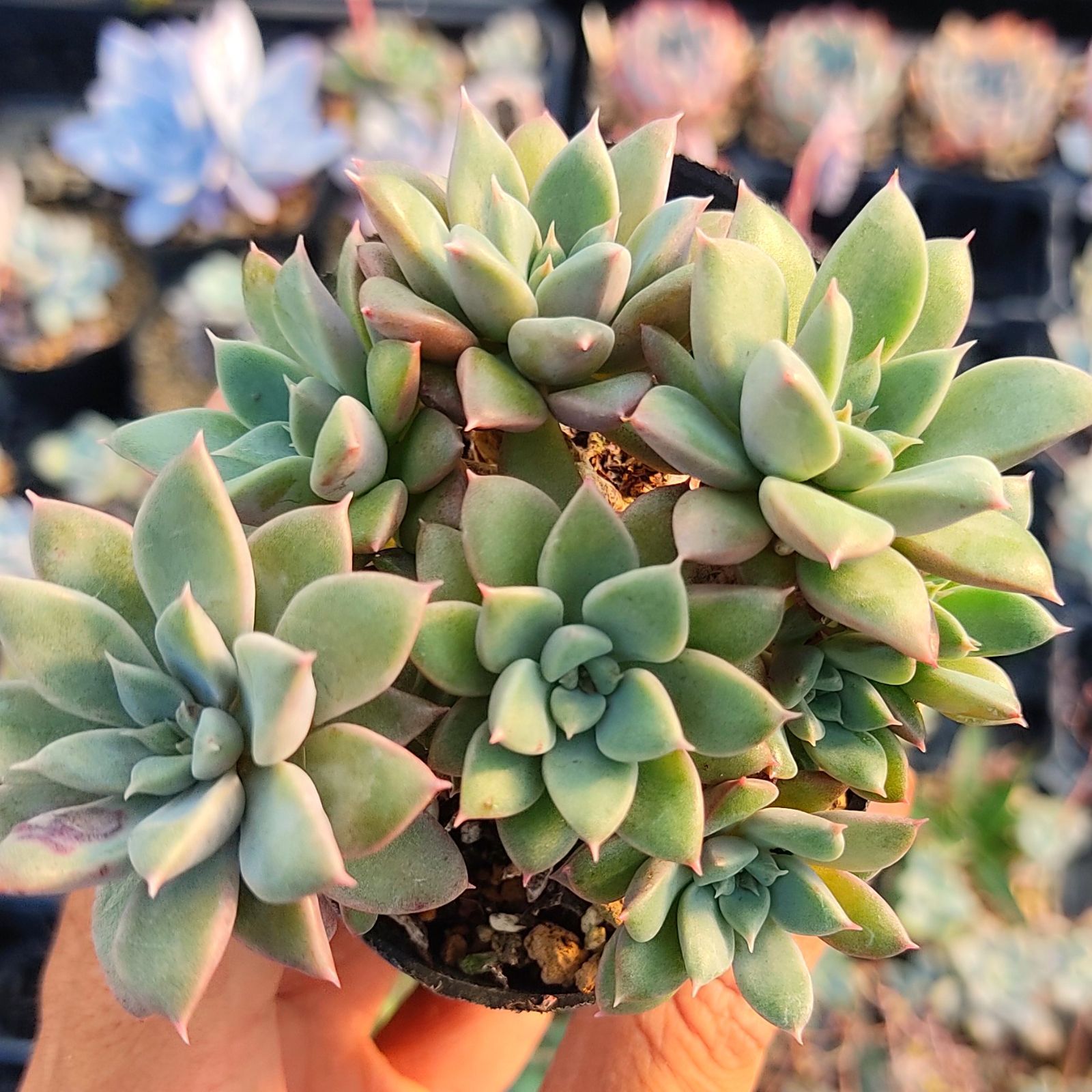 多肉植物 グラプトベリア エルメス 抜き苗 - メルカリ