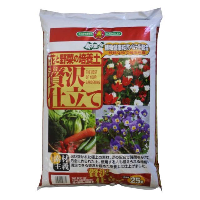 大株 ベゴニア ルージュ バリエガータ ベゴニアルージュバリエガータ
