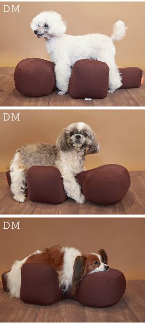老犬 犬