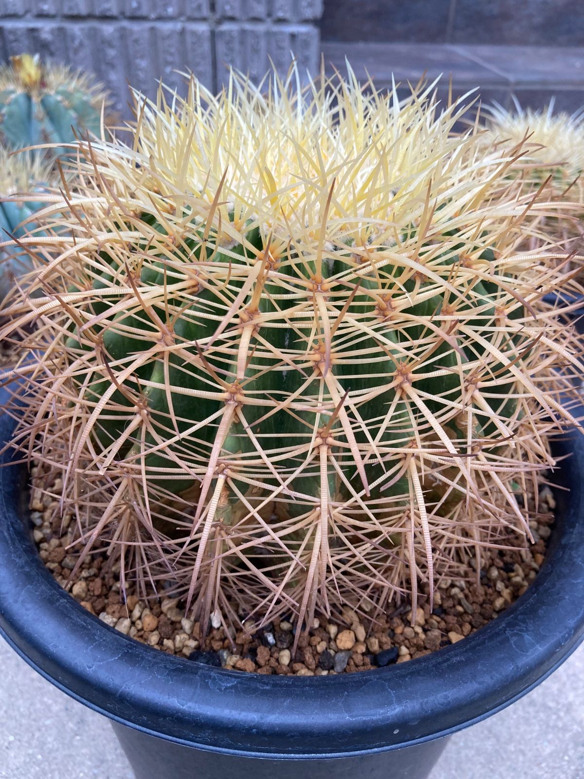 金鯱