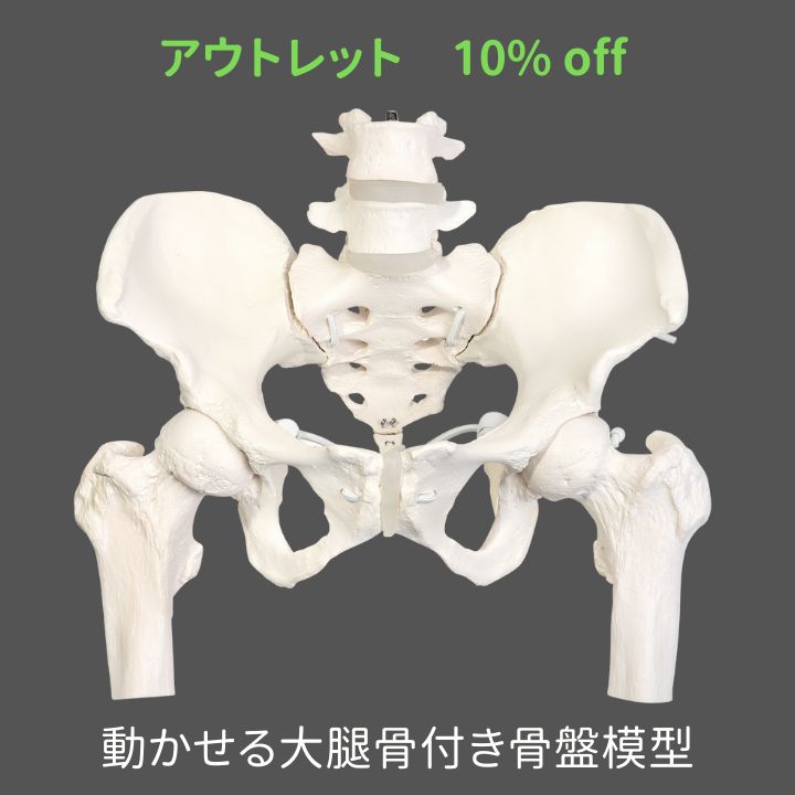KIYOMARU グイッと動かせる大腿骨付きミニ骨盤模型 人体模型 骨模型
