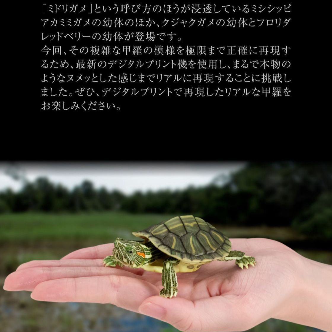 BANDAI☆PREMIUM GASHAPON☆いきもの大図鑑アドバンス カメ01