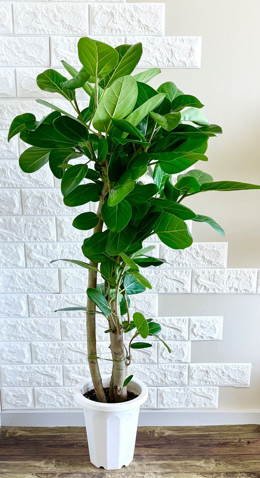 【特価】希少 フィカス ベンガレンシス 朴立ち 幹太 観葉植物 大型 フィカス ベンガレンシス 希少 極太 朴立ち 観葉植物 大型 calm cafe