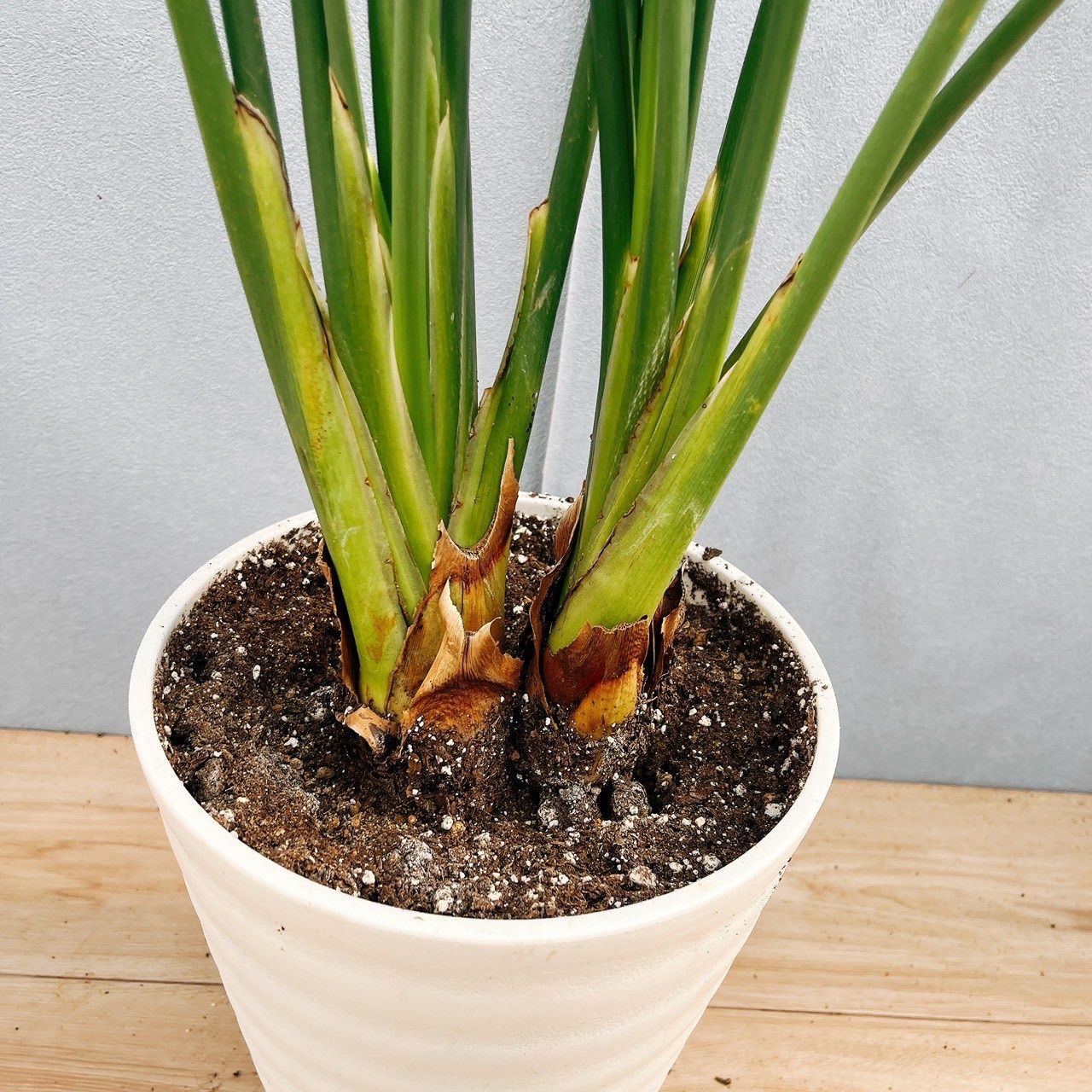 現品］【希少】10番ストレリチアノンリーフ根上がり観葉植物大型室内