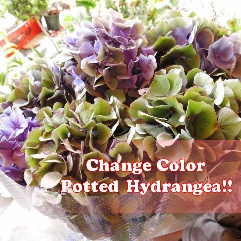 母の日ギフト 鉢植え 秋色紫陽花系 あじさい ◆母の日ギフト 花鉢 紫陽花 ◆ブルー系おまかせ商品です　母の日期間限定ギフト