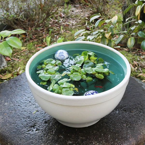 信楽焼 陶器 水鉢 メダカ鉢 金魚鉢 睡蓮鉢 13号白カスミ水鉢 su-0253